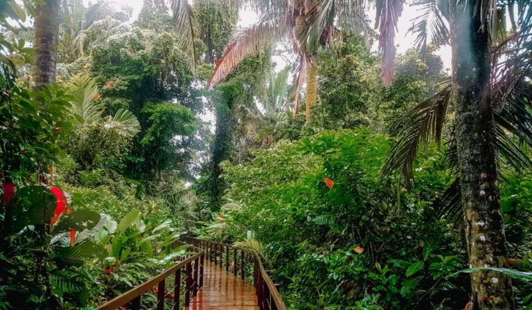 cahuita national park rainforest