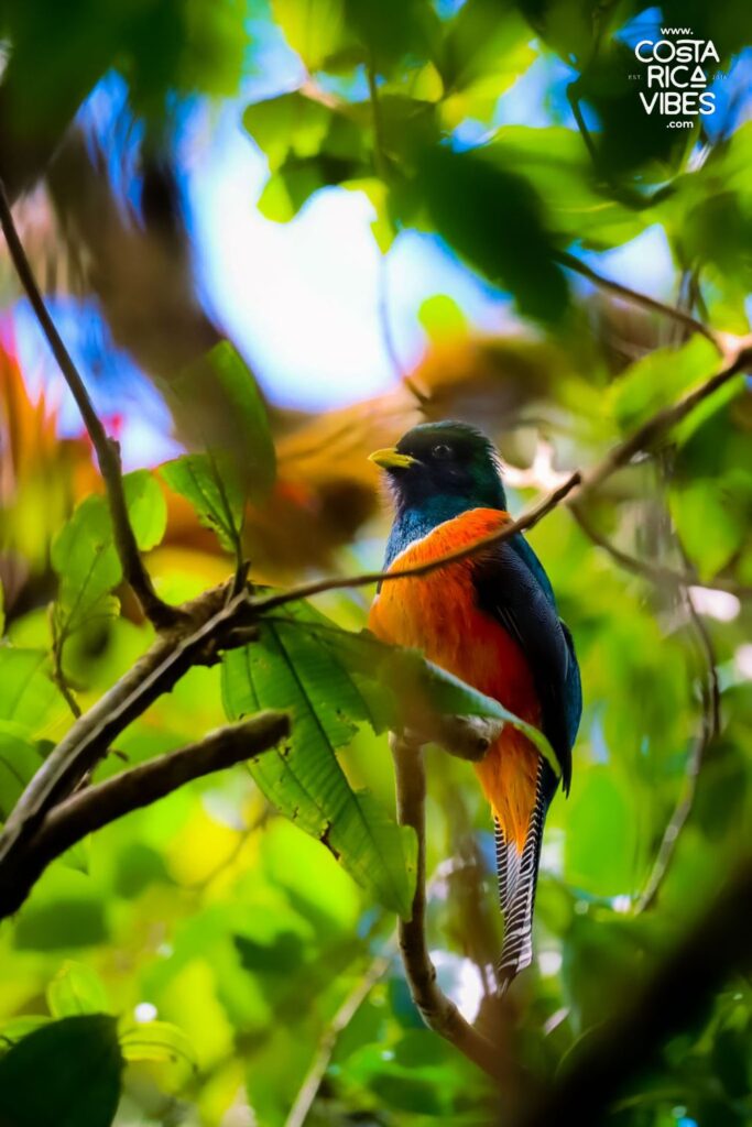 bird monteverde