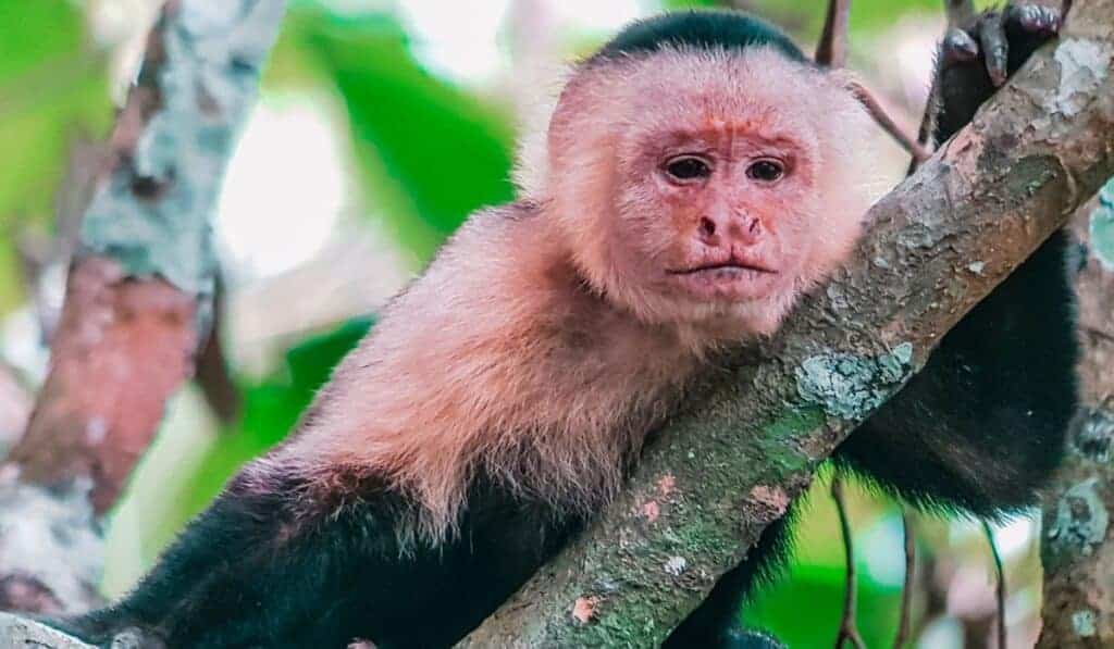 monkey corcovado