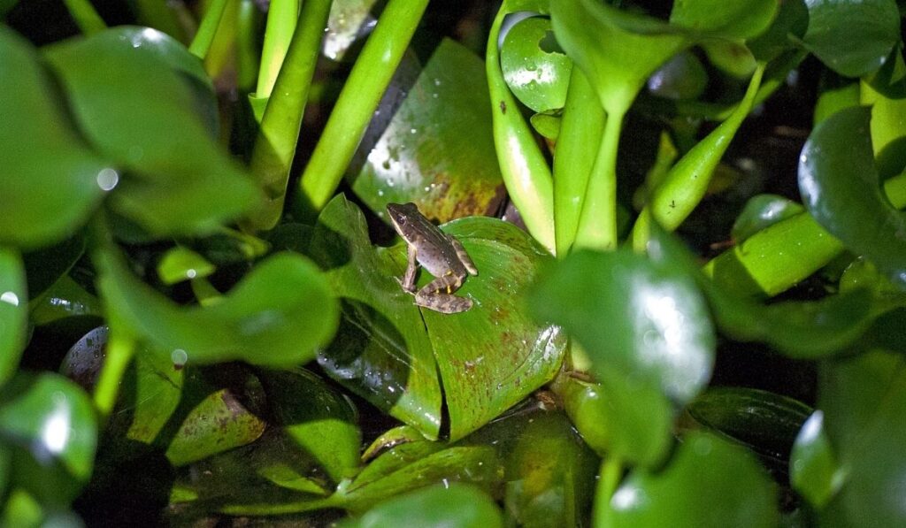 frog monteverde