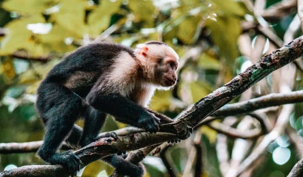 capuchin monkey