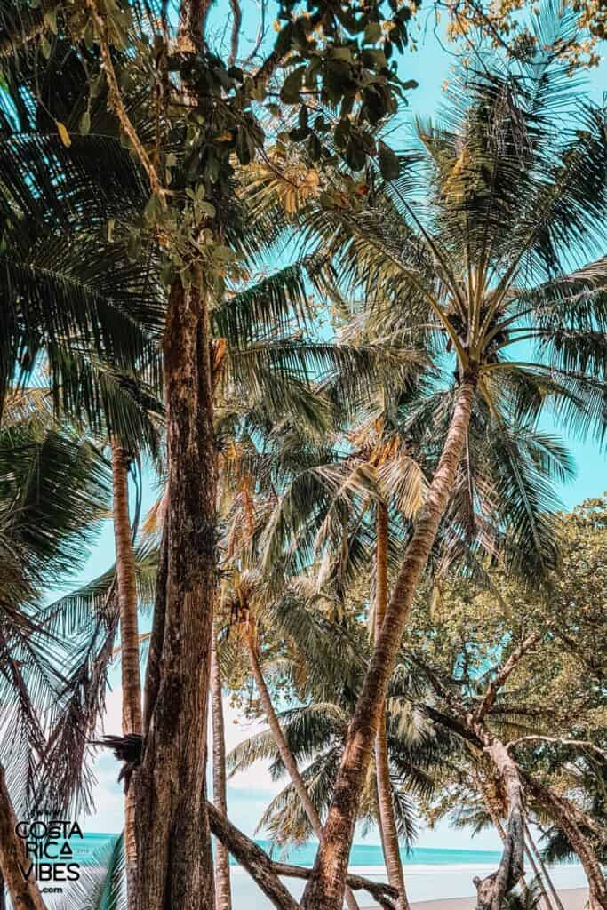 drake bay palm trees