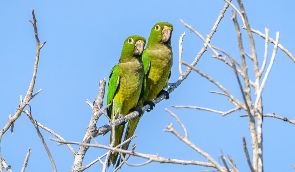 Parrots in Costa Rica: Types, Calls & Where to Spot Them