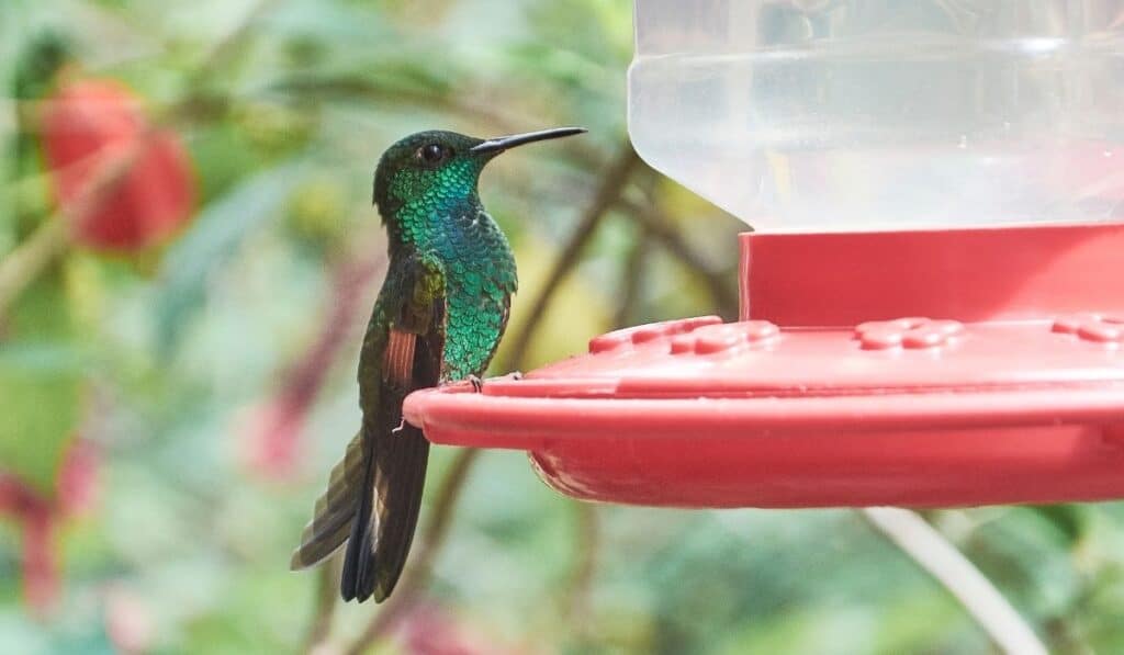 hummingbird monteverde