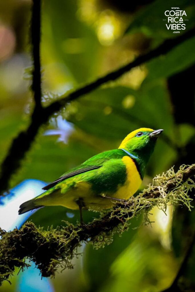 bird monteverde
