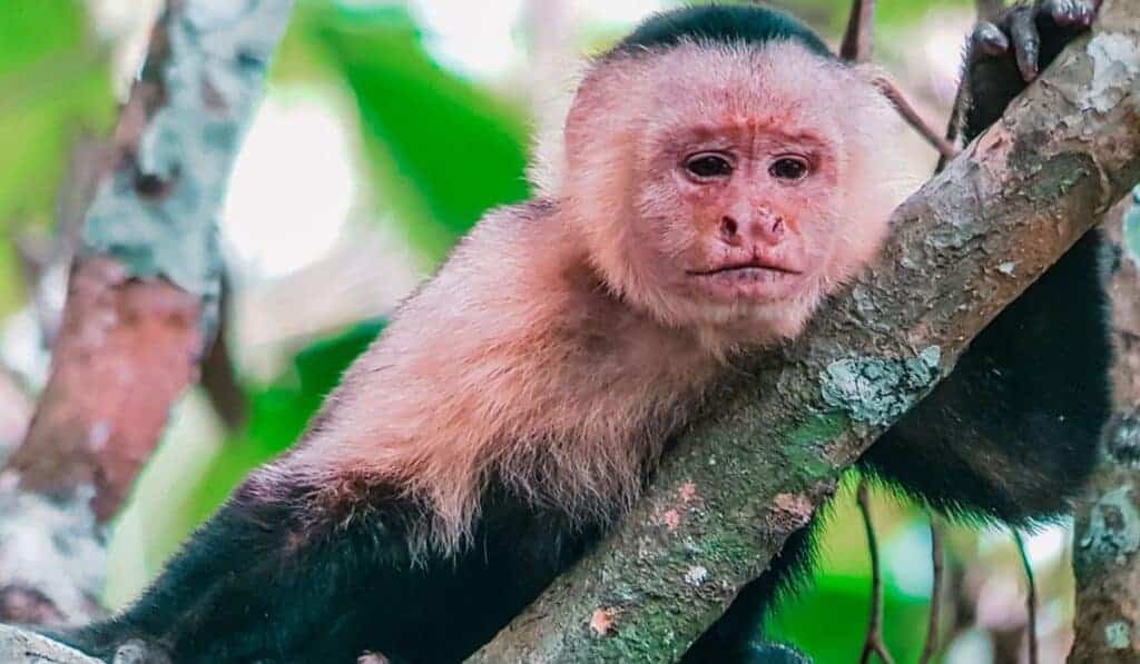 corcovado national park monkey