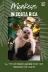Monkeys in Costa Rica: How to See Them Up Close