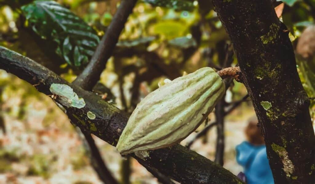 cacao