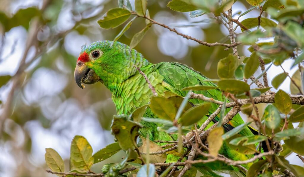 Parrots in Costa Rica: Types, Calls & Where to Spot Them