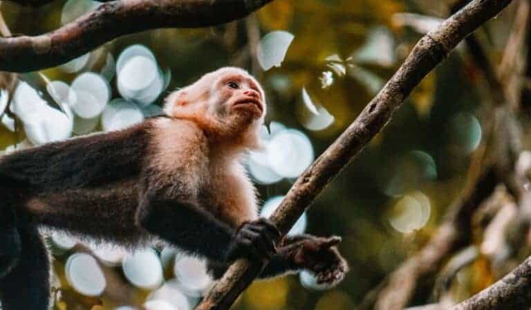 manuel antonio national park monkey on branch