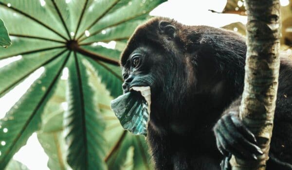 4 Types of Monkeys in Costa Rica: How to See Them Up Close