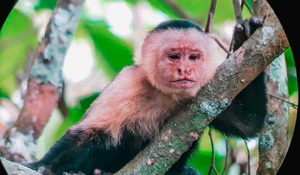 Costa Rica Excursions - Plan Day Tours