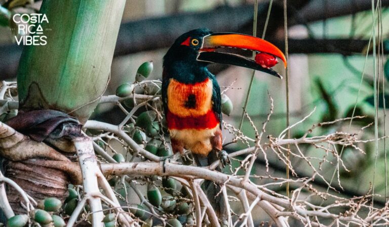 costa rican toucan with seed in mouth