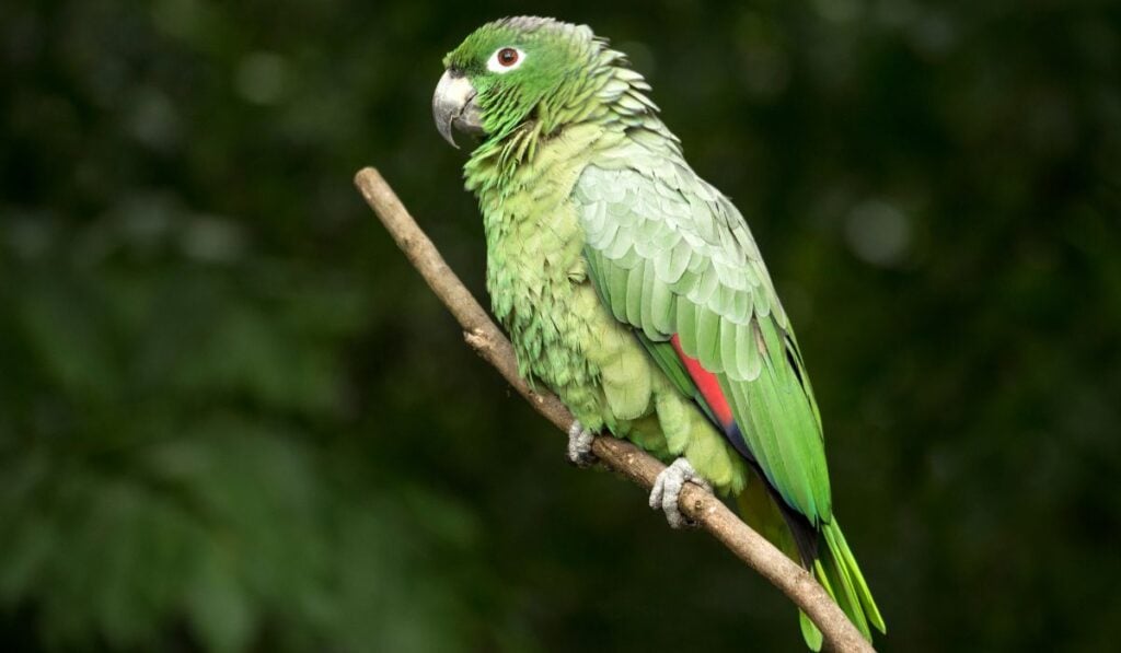 Parrots in Costa Rica: Types, Calls & Where to Spot Them