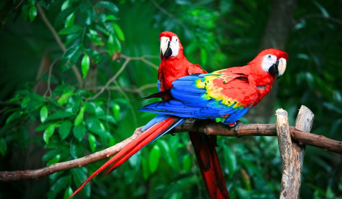 Parrots in Costa Rica: Types, Calls & Where to Spot Them