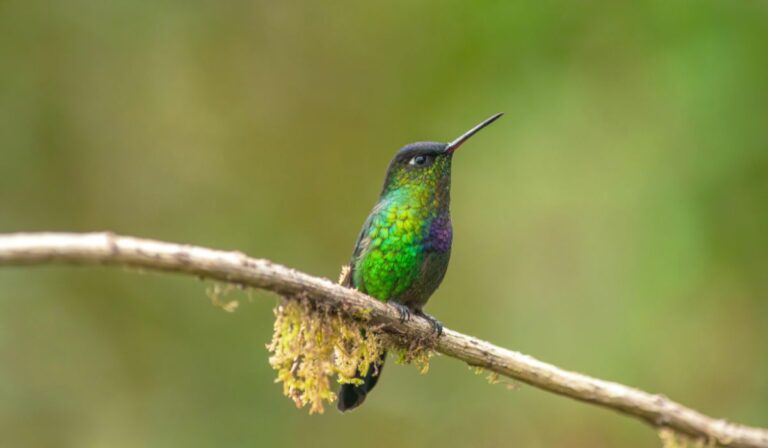 hummingbird in costa rica