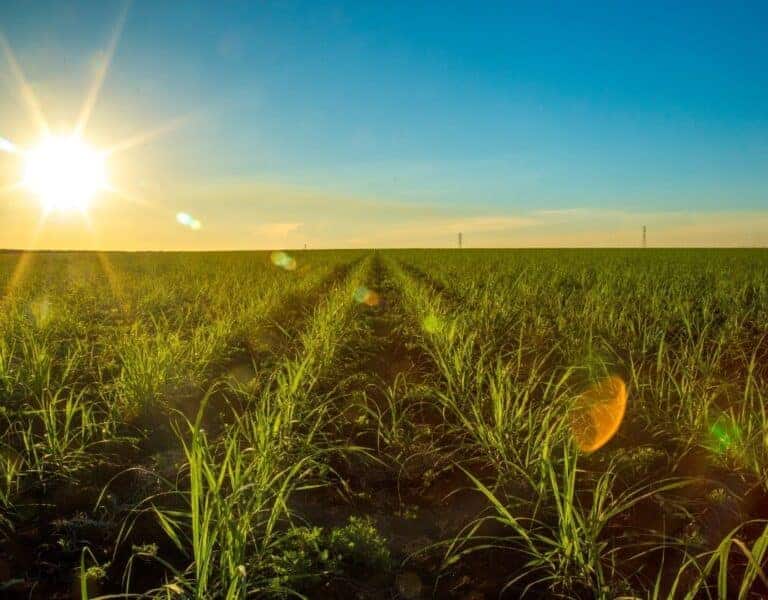 sugar cane
