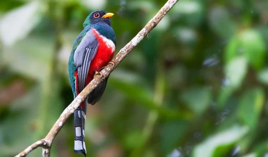 trogon