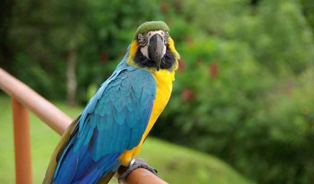 parrot