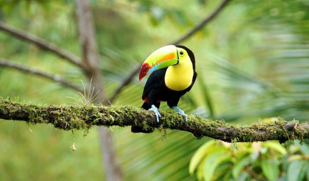 Birds of Costa Rica: The Most Unique and Where to See Them