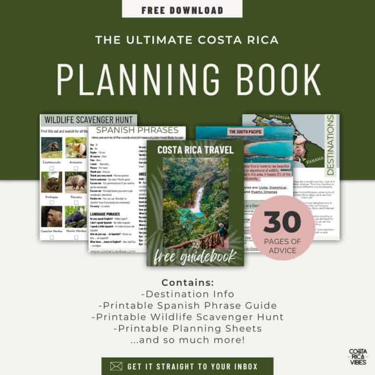 4 Types of Monkeys in Costa Rica: How to See Them Up Close