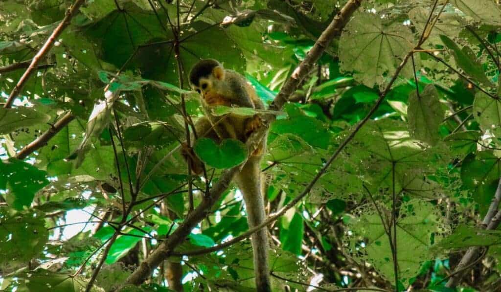 squirrel monkey