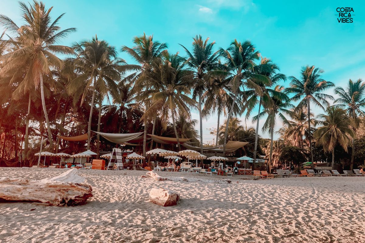 palm trees and beach chairs on Samara, Costa Rica beach at Gusto Beach Club