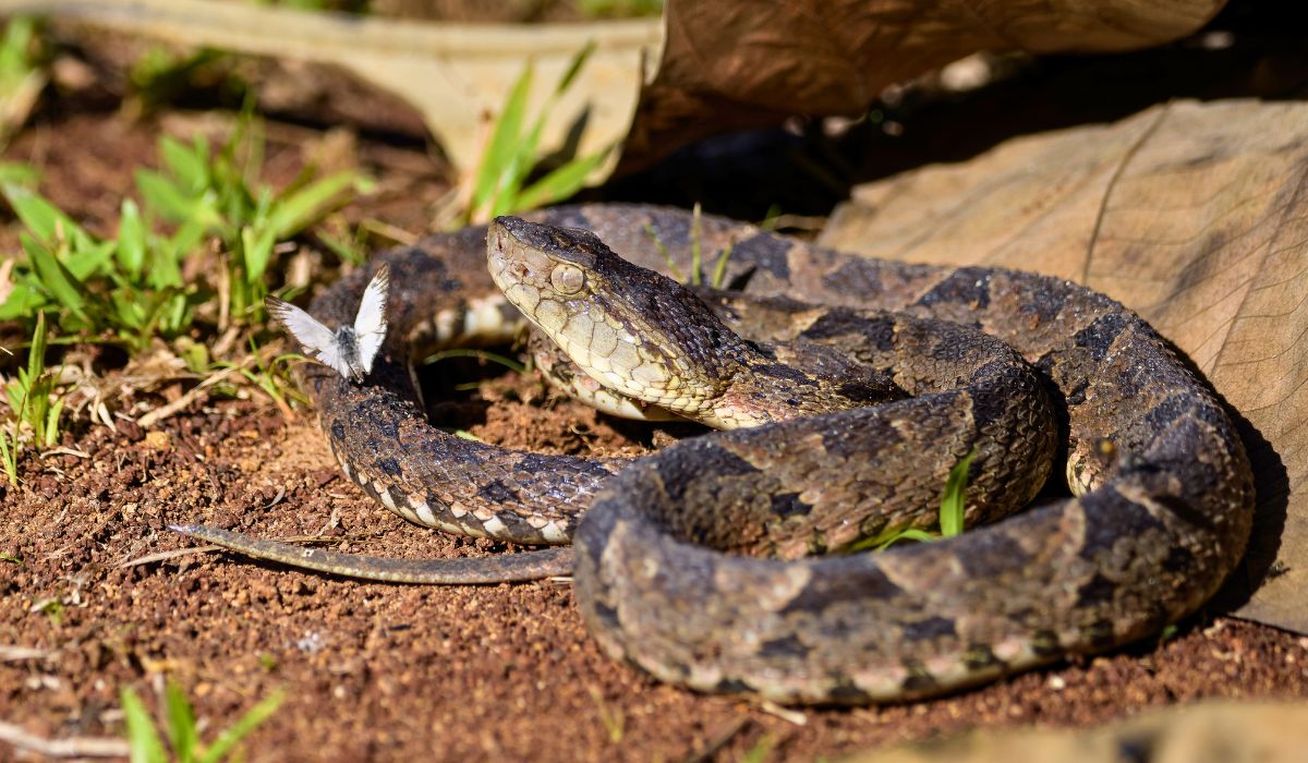 snakes in costa rica