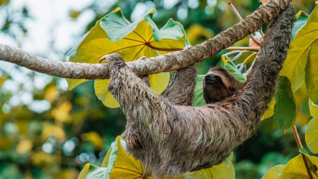 sloth hanging from a tree branch in Manuel Antonio Costa Rica