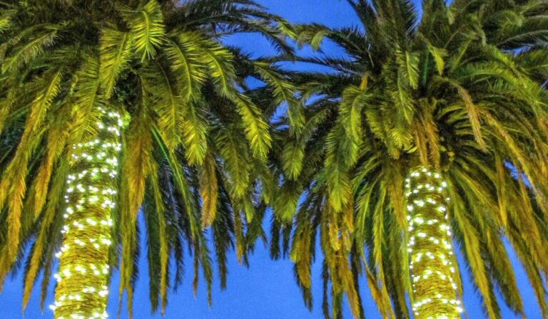 christmas lights on two palm trees at night