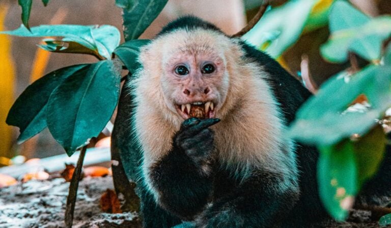 capuchin monkey showing his teeth while eating