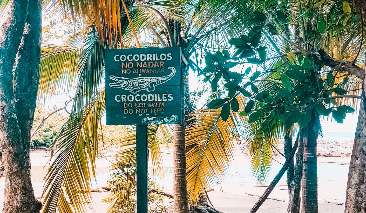 Costa Rica Aligators Costa Rica Beach Safety: Rip Currents and Safe Swimming Tips