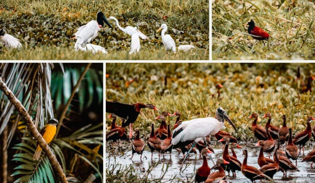 four pictures of birds at Palo Verde National Park