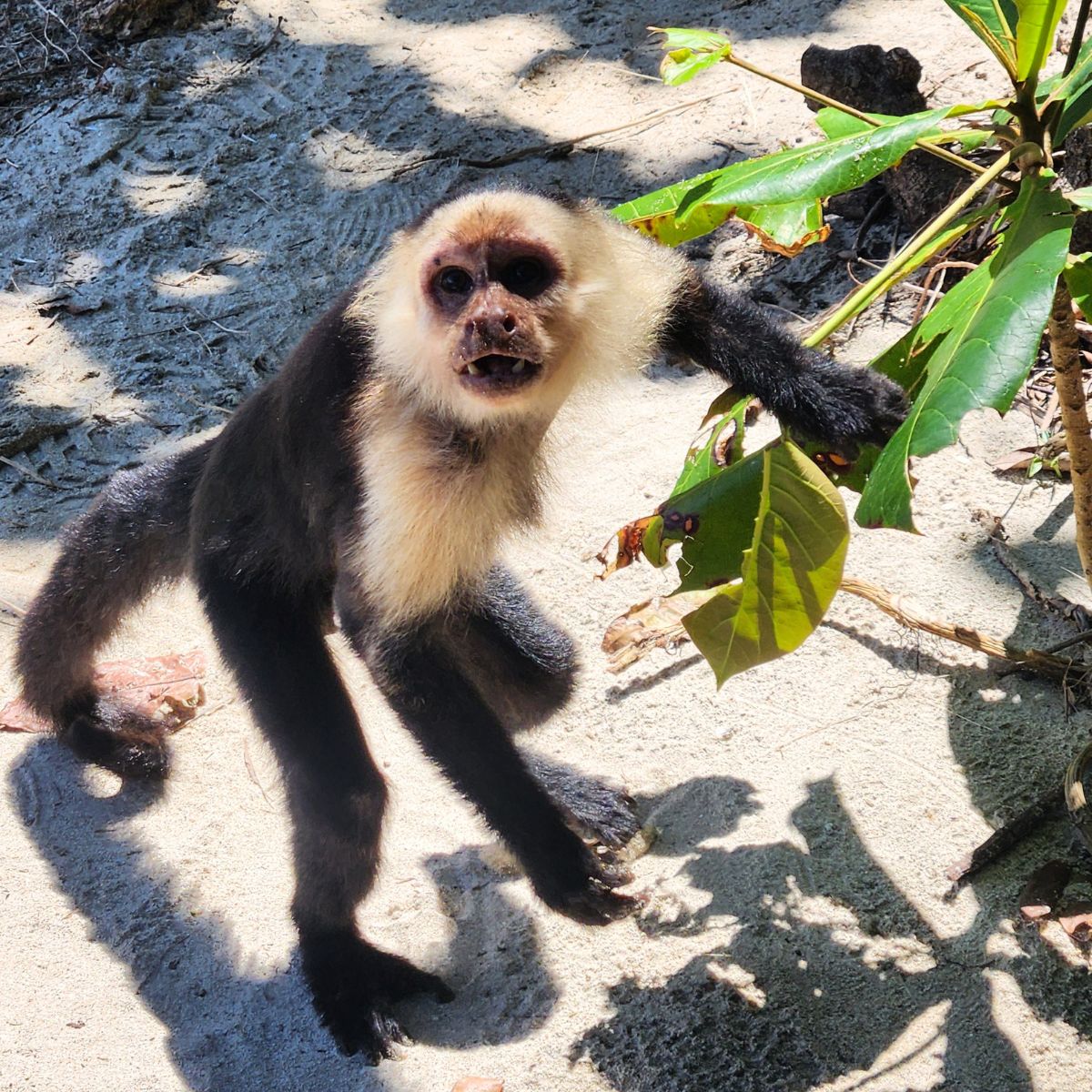 monkey in cahuita national park