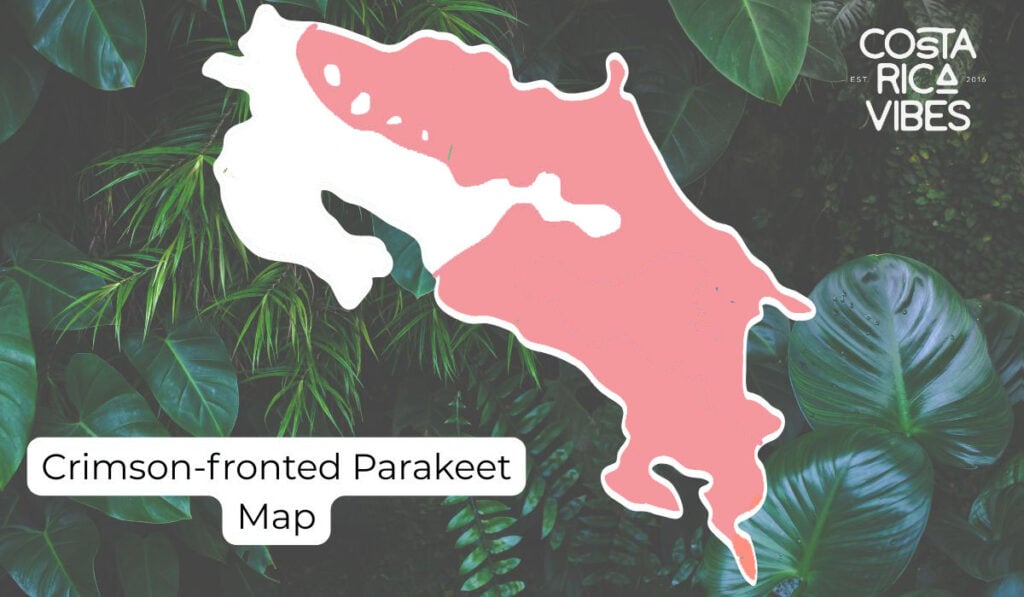 Parrots in Costa Rica: Types, Calls & Where to Spot Them