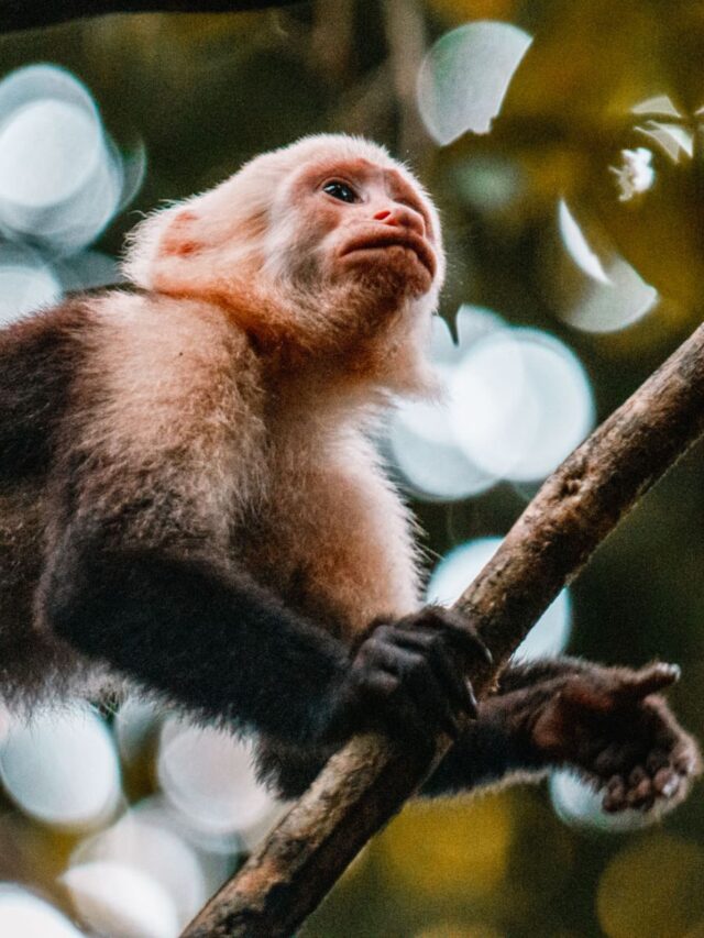 How to See Monkeys in the Wild in Costa Rica