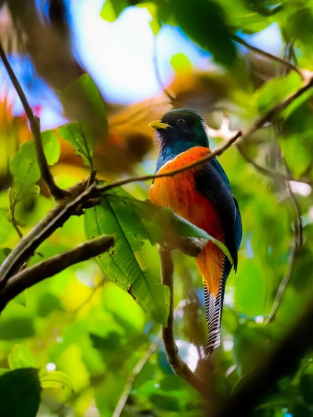 8 Amazing Birds in Costa Rica That You’ve Got to See