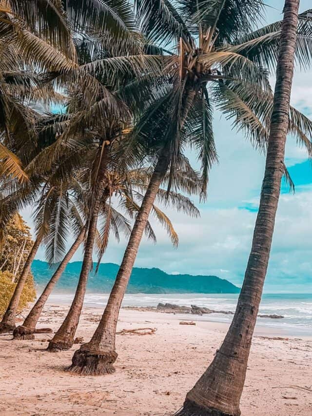santa teresa palm trees costa rica
