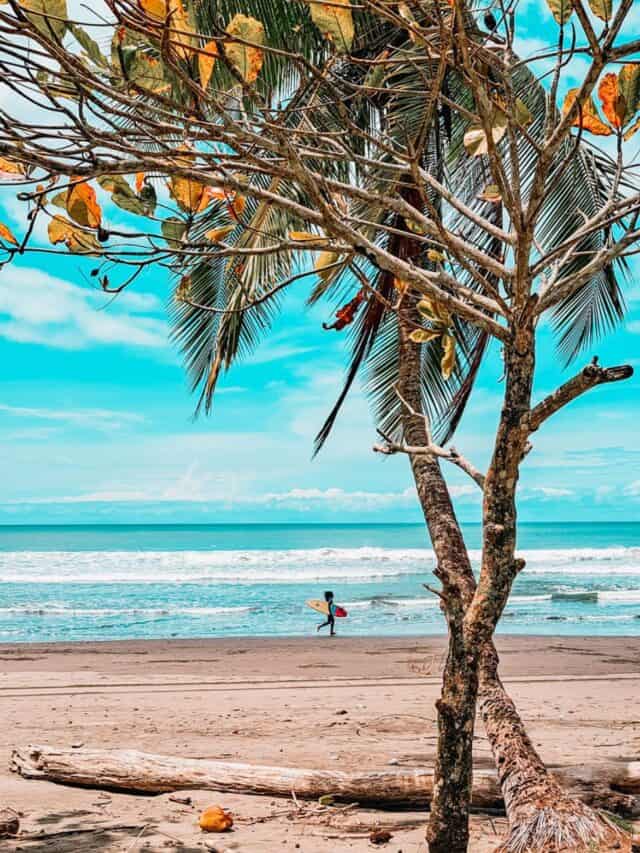Palm trees on the beach in Esterillos