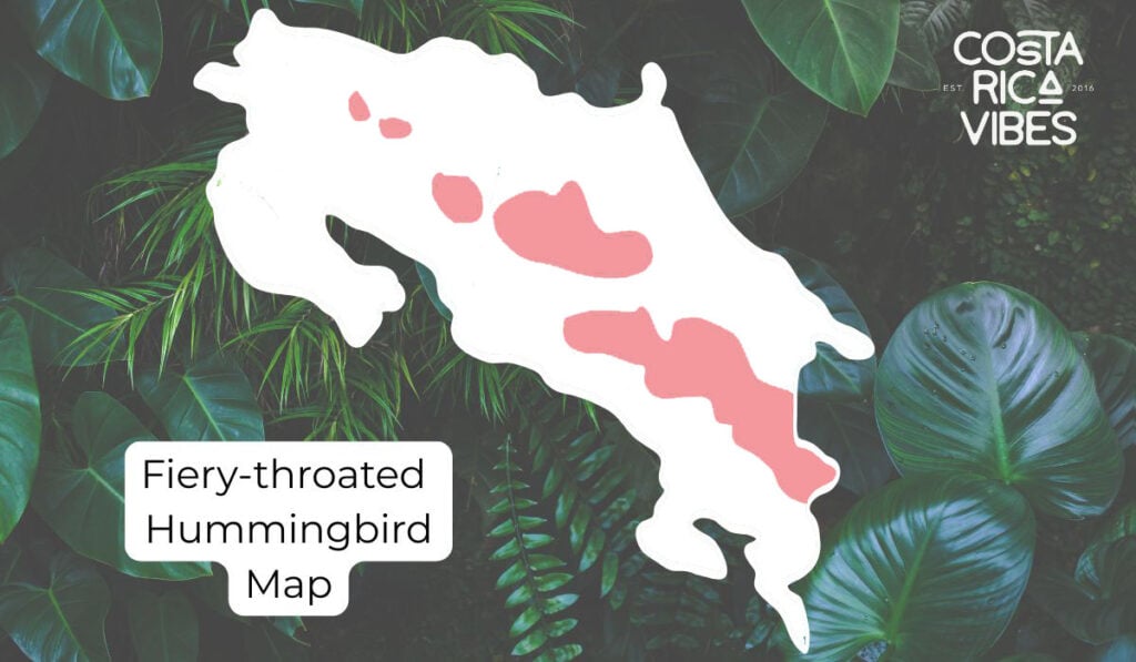 Hummingbirds in Costa Rica: 6 Species and How to Spot Them