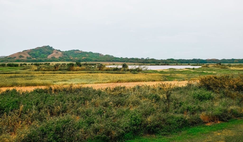 View of grasslands in Palo Verde, Costa Rica