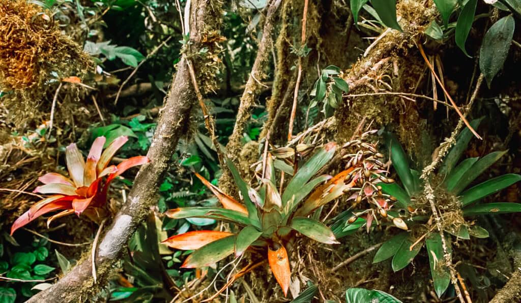 sante elena cloud forest reserve