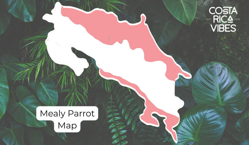 Parrots in Costa Rica: Types, Calls & Where to Spot Them