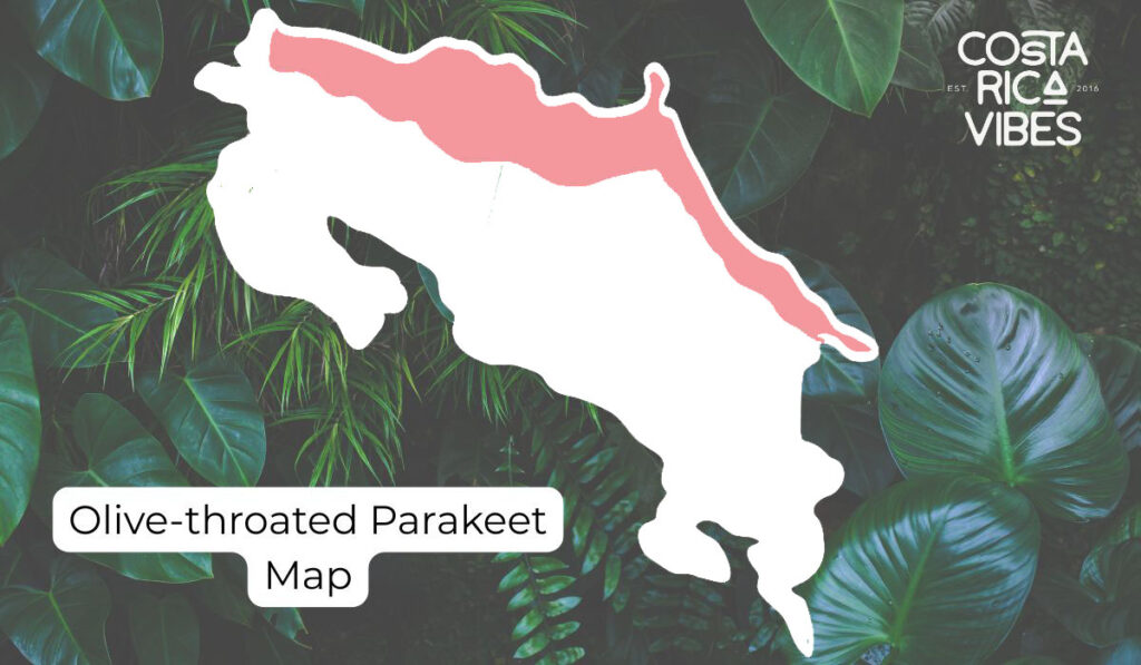 Parrots in Costa Rica: Types, Calls & Where to Spot Them