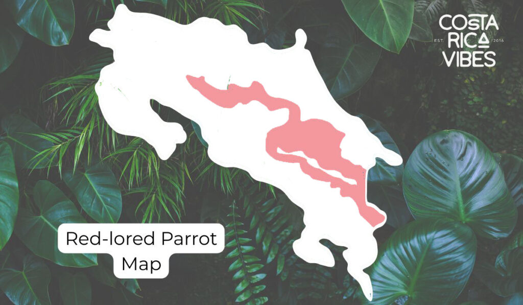Parrots in Costa Rica: Types, Calls & Where to Spot Them