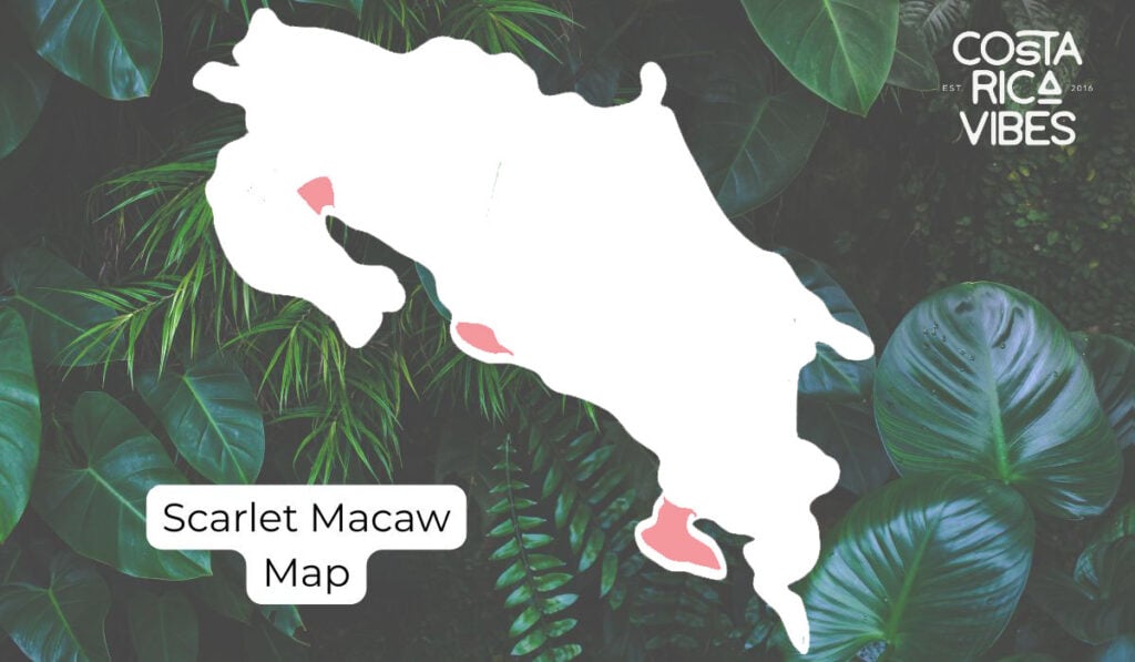 Parrots in Costa Rica: Types, Calls & Where to Spot Them