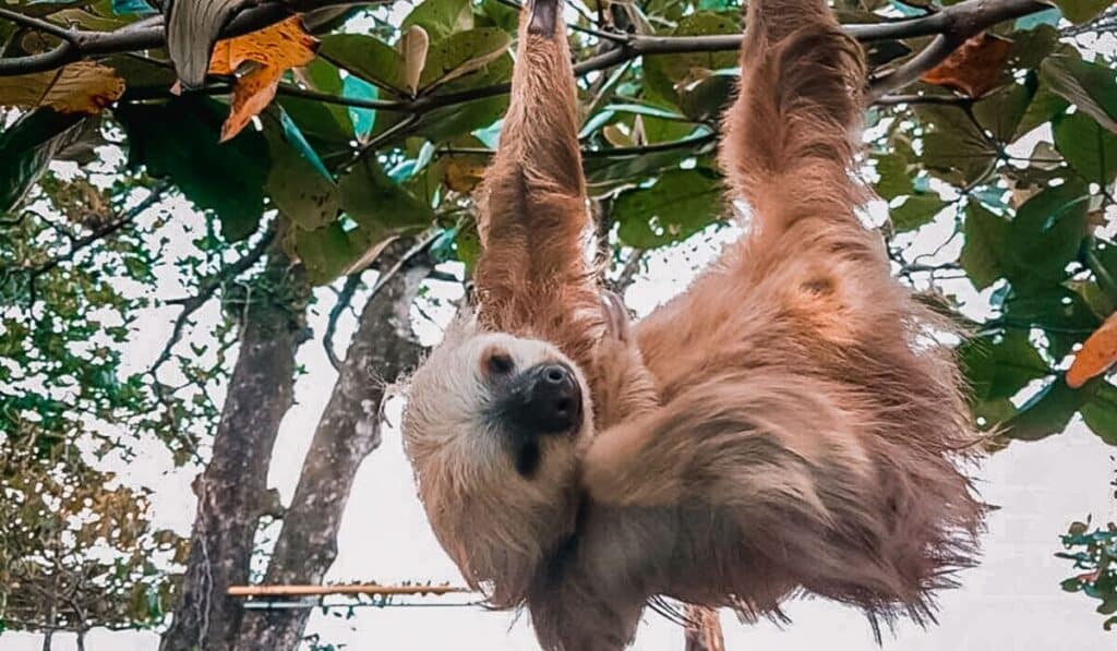 sloth cahuita costa rica
