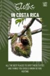 Graphic showing a sloth with moss in Costa Rica