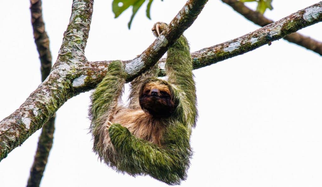 sloth costa rica