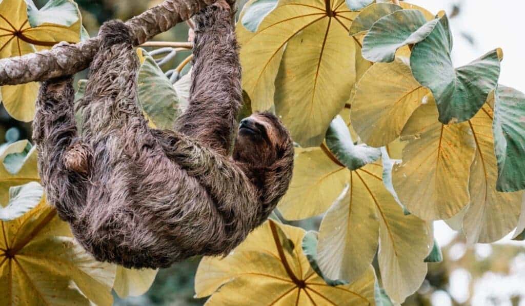 sloth costa rica